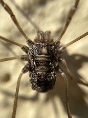 Platybunus