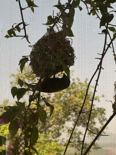 Chestnut-and-black Weaver