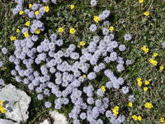 Globularia meridionalis