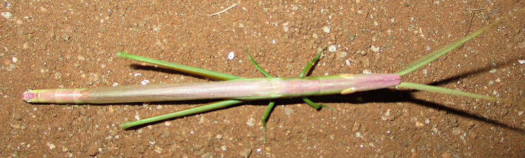 Mesopsilla