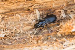 Pterostichus aethiops