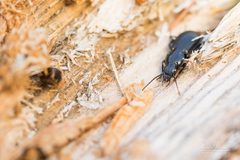 Pterostichus aethiops