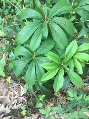 Hybanthus concolor