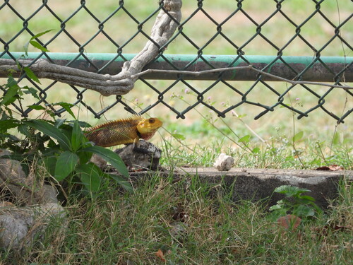 Oriental Garden Lizard