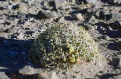 Maihueniopsis molfinoi