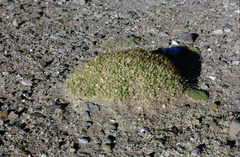 Maihueniopsis molfinoi