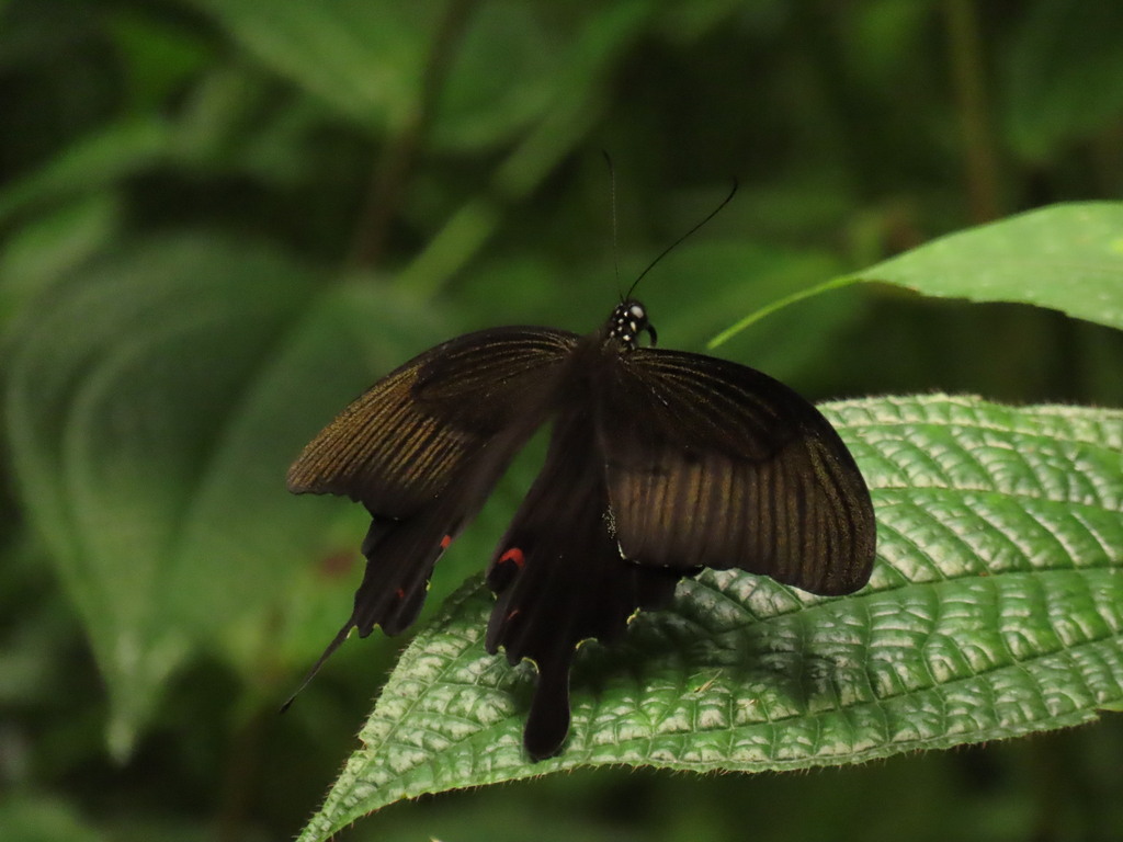 Red Helen (Papilio helenus)
