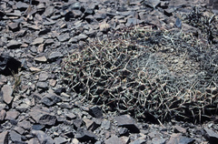 Maihueniopsis molfinoi