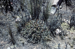 Maihueniopsis molfinoi