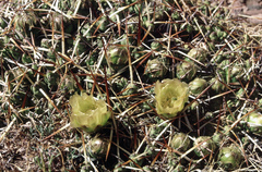 Maihueniopsis molfinoi