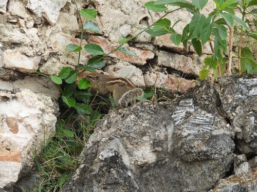 Three-striped Palm Squirrel