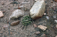 Maihueniopsis molfinoi