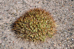 Maihueniopsis molfinoi