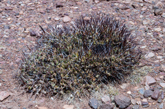 Maihueniopsis molfinoi