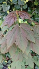 Acer pseudoplatanus