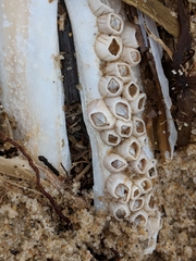 Amphibalanus venustus