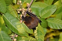 Cynopterus sphinx