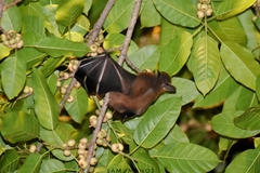 Cynopterus sphinx
