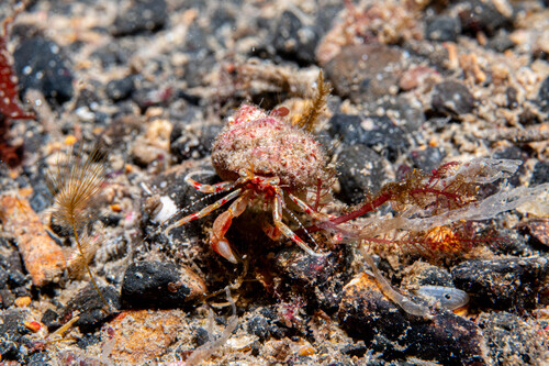 yellow hermit crab