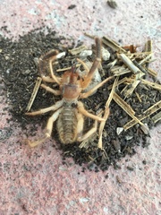 Eremobatinae