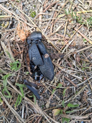 Leather Beetle