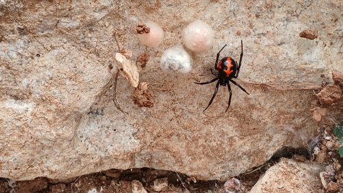 Mediterranean false black widow