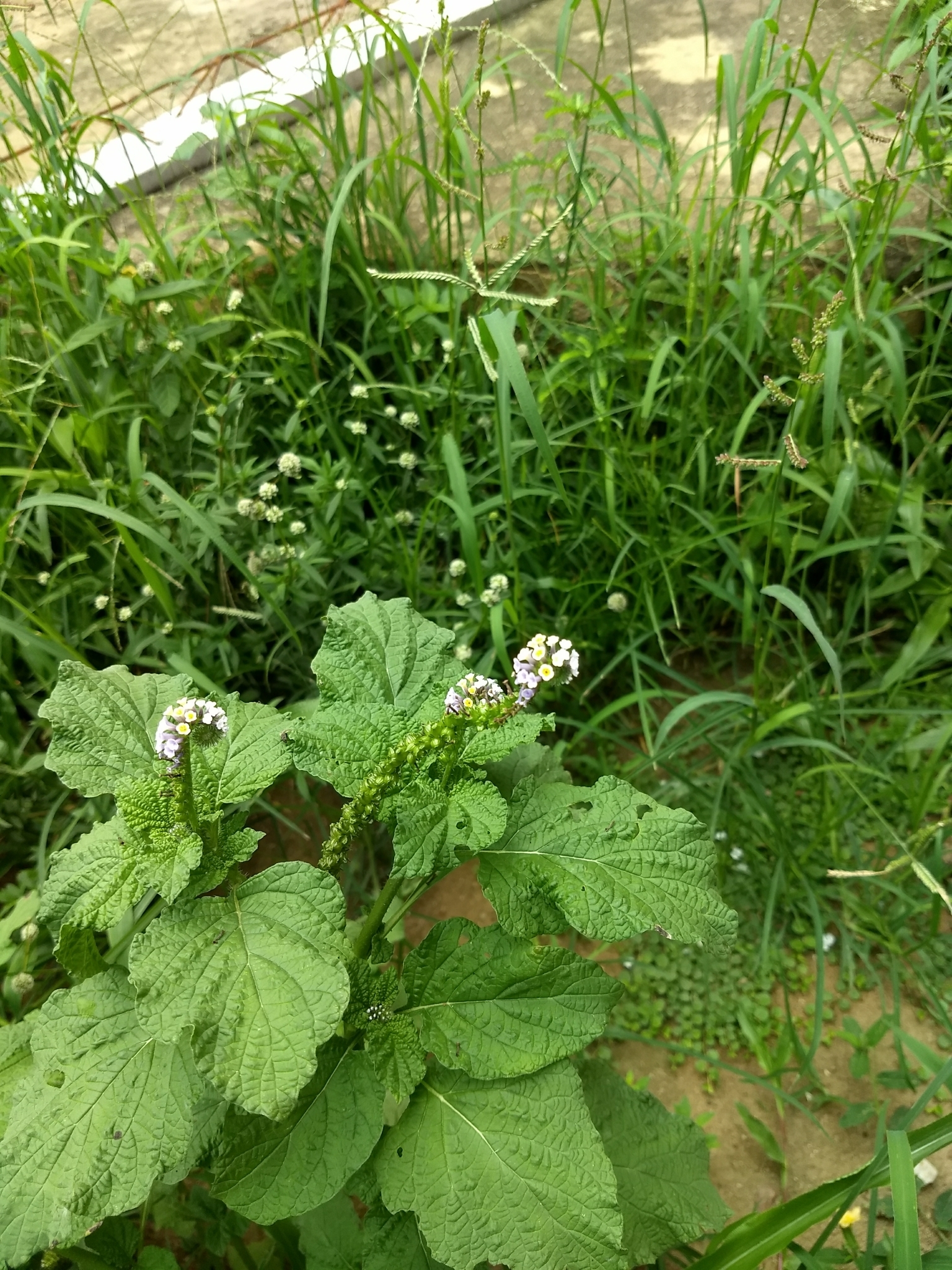 Heliotropium elongatum