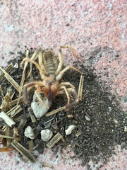 Eremobatinae