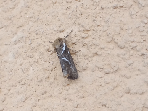 Common Swift Moth photo 2
