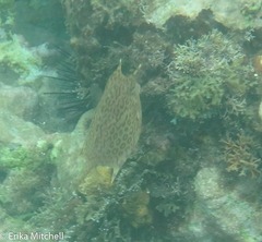 Acanthostracion polygonium