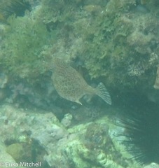 Acanthostracion polygonium