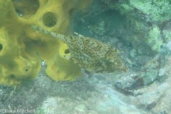 Acanthostracion polygonium