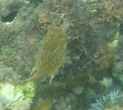 Acanthostracion polygonium