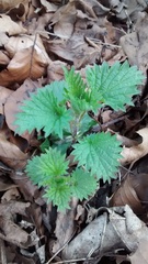 Urtica dioica
