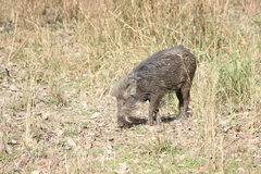 Sus scrofa cristatus