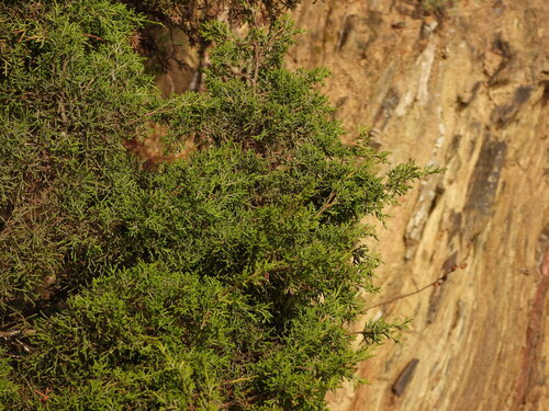 Juniperus phoenicea, photograph 5