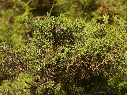 Juniperus phoenicea, photograph 6