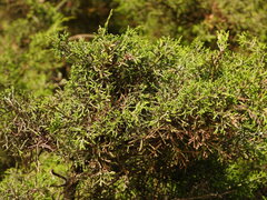 Juniperus phoenicea, photograph Duarte Frade, CC BY, iNaturalist via GBIF