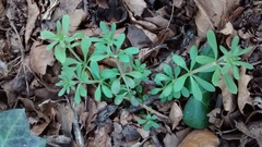 Galium aparine