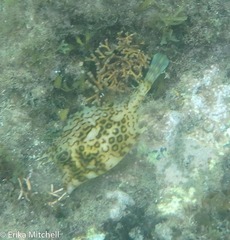 Acanthostracion polygonium