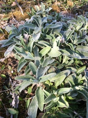 Stachys byzantina