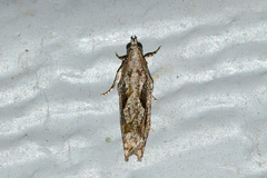 Gretchena delicatana