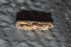 Gretchena delicatana