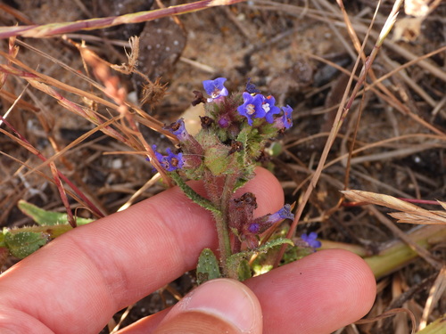 Anchusa calcarea (Anchusa calcarea)