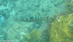 Halichoeres radiatus