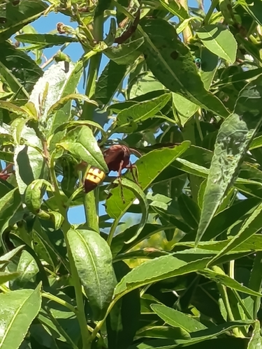 Oriental Hornet