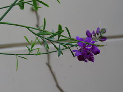 Polygala virgata virgata
