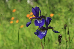 Iris sanguinea