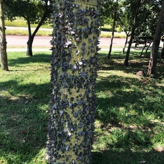 Ceiba speciosa