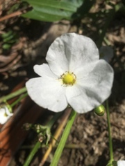 Echinodorus cordifolius